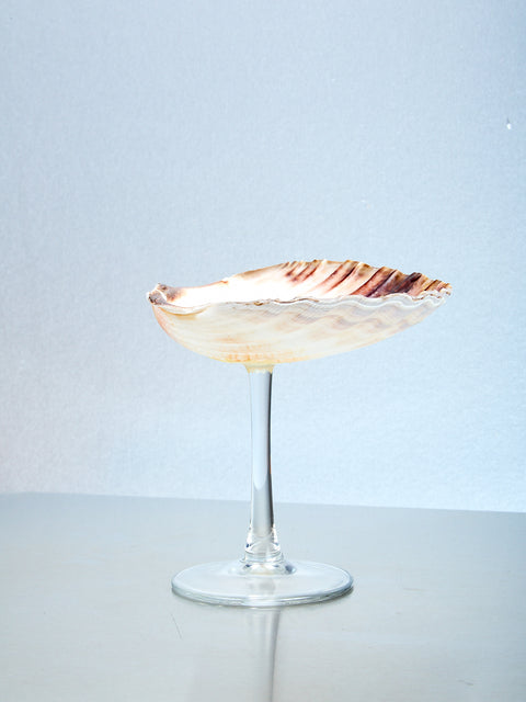 Shell Glass