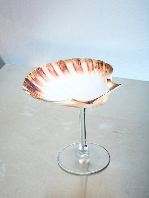 Shell Glass