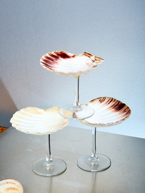 Shell Glass