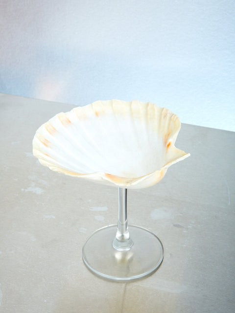 Shell Glass
