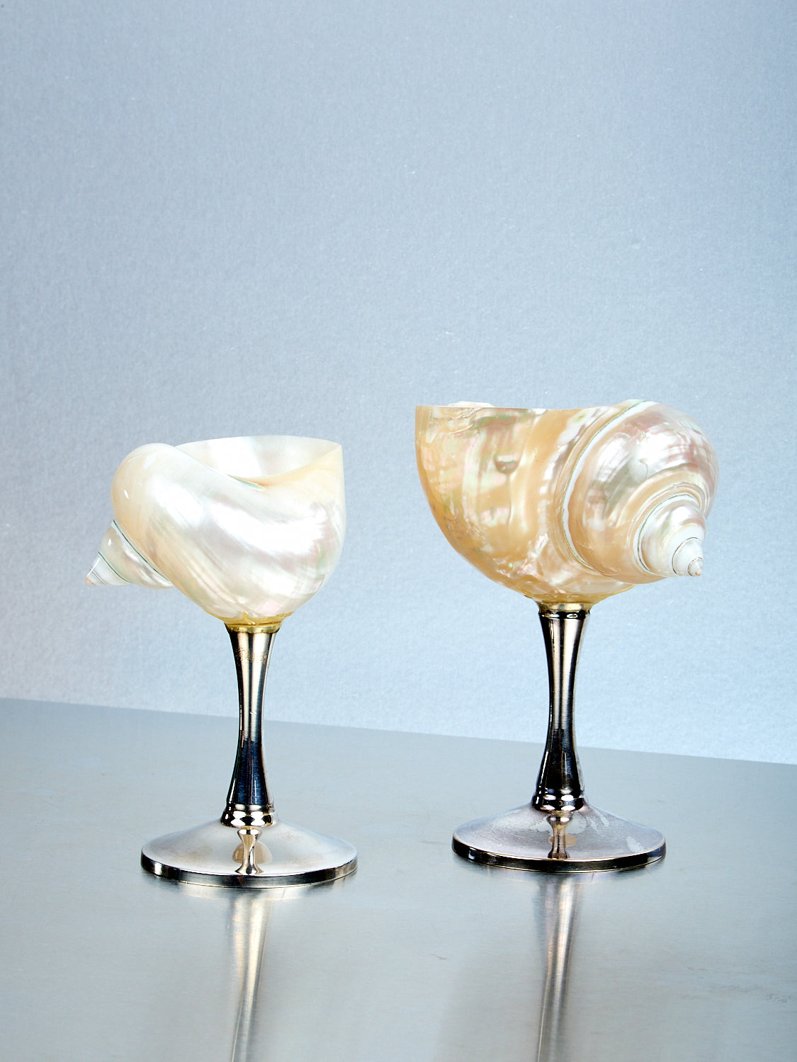 Curly Shell Glass Silver Stem