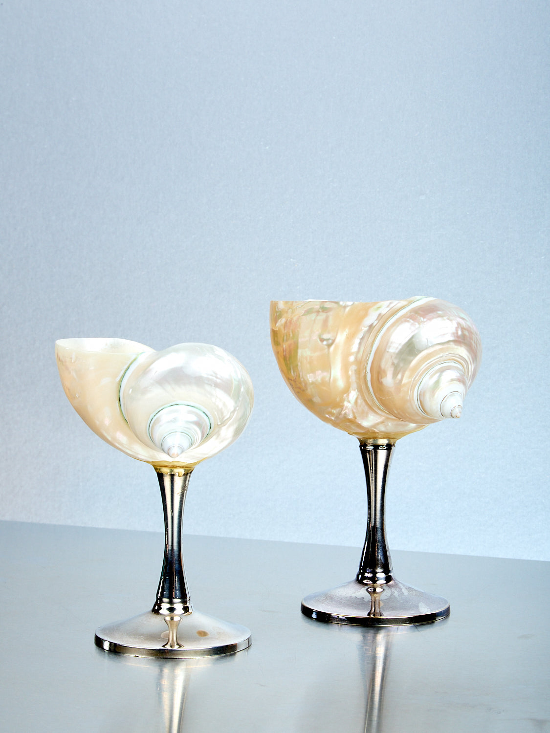 Curly Shell Glass Silver Stem