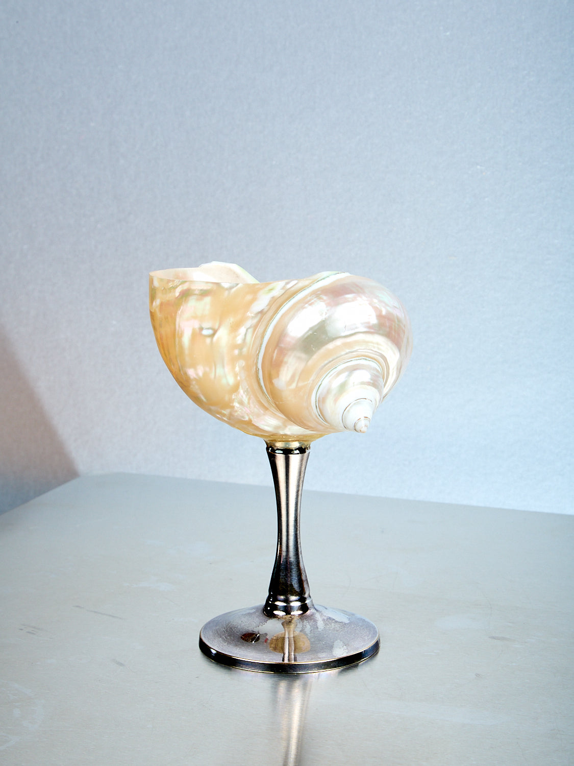 Curly Shell Glass Silver Stem