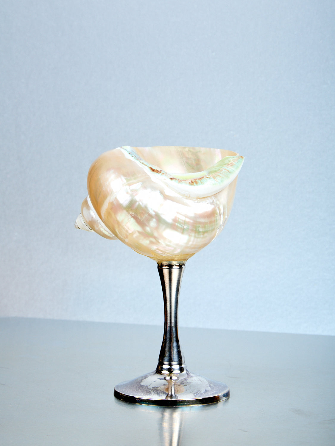 Curly Shell Glass Silver Stem