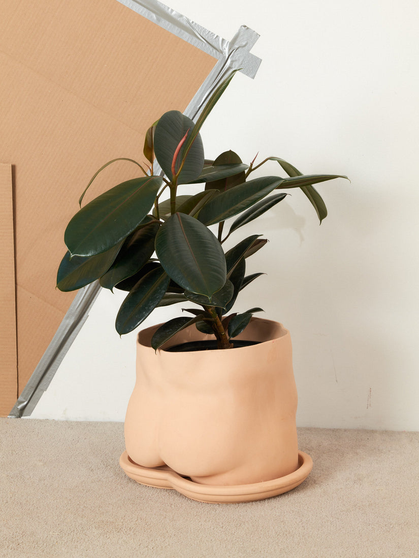 A jumbo nude bottom pot by Group Partner with a rubber tree potted inside.