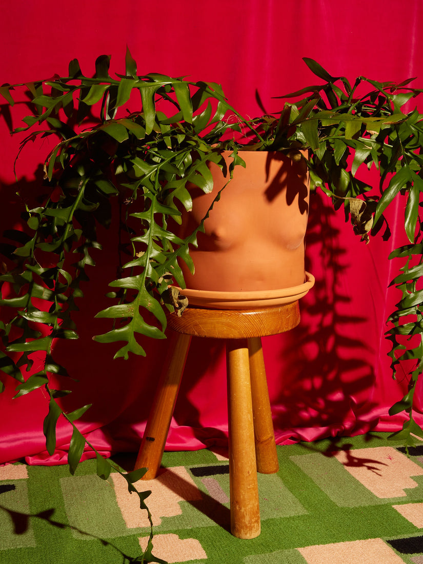 A jumbo Nude Top Pot with a large leafy plant sits on a wooden stool.