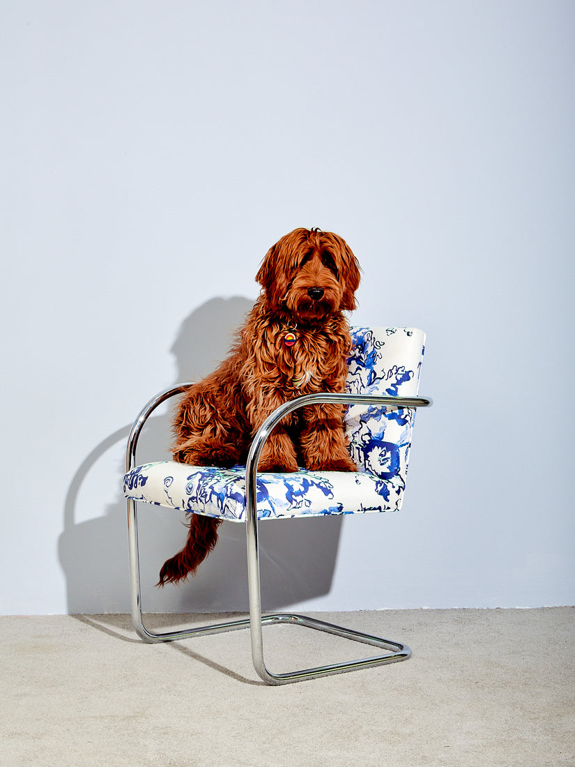 Rafa the dog sits in the vintage Brno chair in Voutsa fabric.