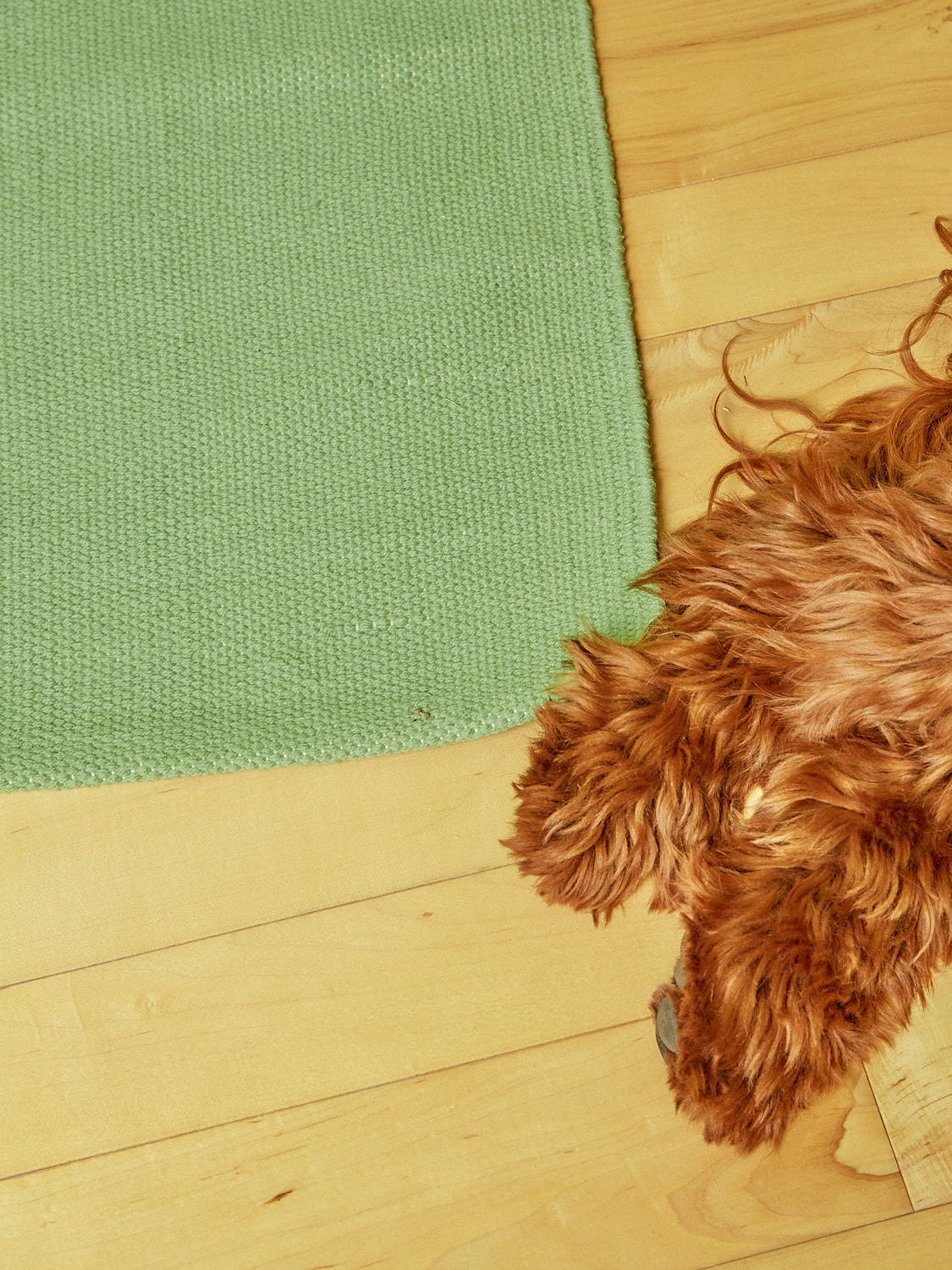 Two furry brown paws and the green corner of a The Earthworm rug.