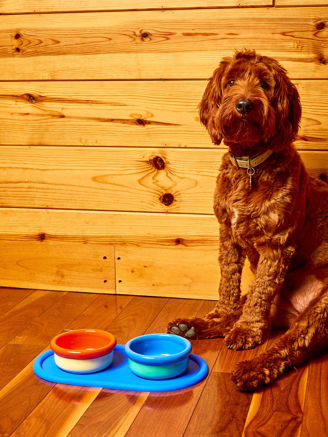 Rafa the dog sits beside the Every Pet Eats Bowl Set.