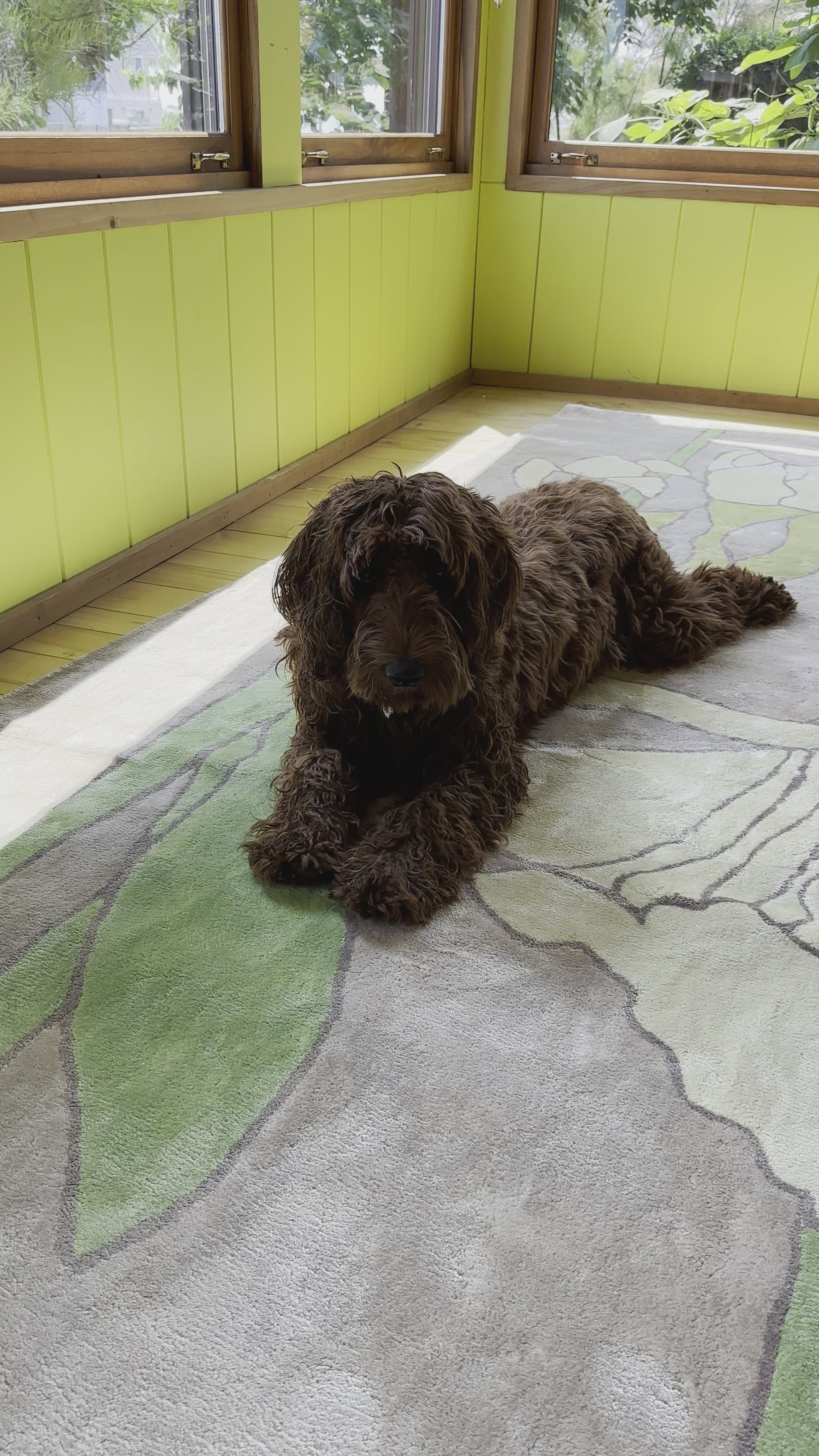 Rafa the dog lays on te Disappearing Daffodil rug.