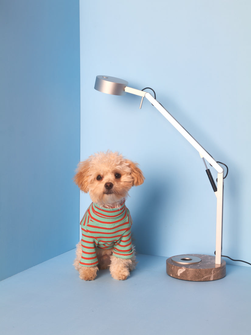 A small dog wearing a shirt sits next to the Houseplant Strut Lamp.