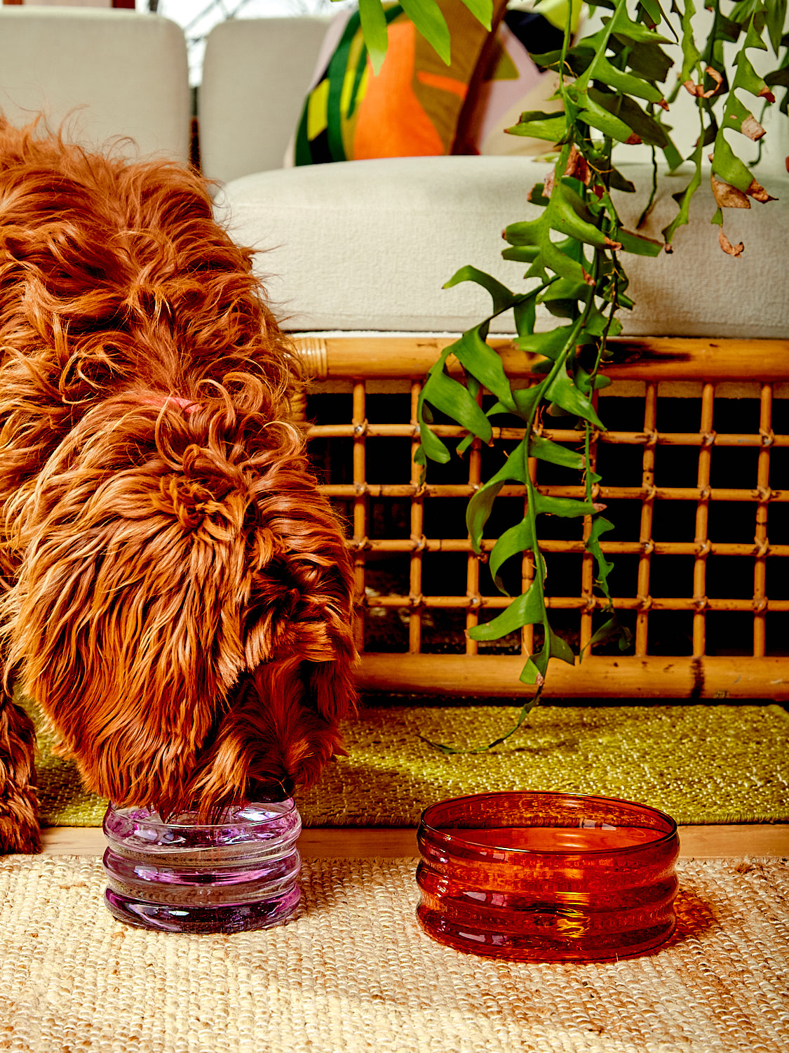 Rafa the dog drinking water from a small lavender ripple bowl that sits left of a medium amber ripple bowl.